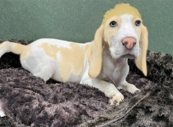 Steve Rogers. Gotta have a silly drawover with the ref of course